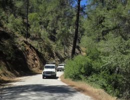 נסיעה דרך יערות בטיול ג'יפים בקפריסין - קפריזה