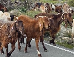 חי וצומח בטיולי ג'יפים בקפריסין - שמורת אקאמאס 