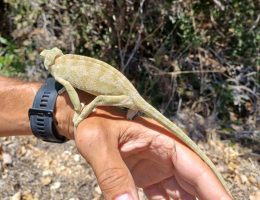 חווית שטח בטיול ג'יפים בקפריסין - מפגש עם חיות בר
