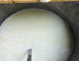 תהליך הכנת גבינת חלומי בקפריסין