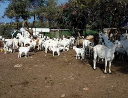 עיזים בקפריסין 