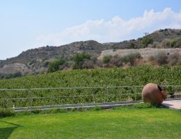 יקב מקומי בקפריסין