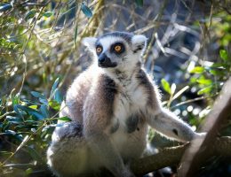 פאפוס -גן חיות